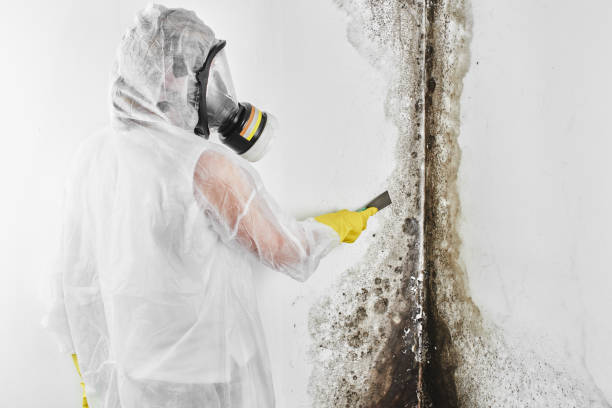 Best Mold Damage Restoration  in Lauderdale By The Sea, FL